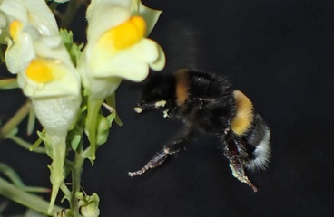 Hovering bee